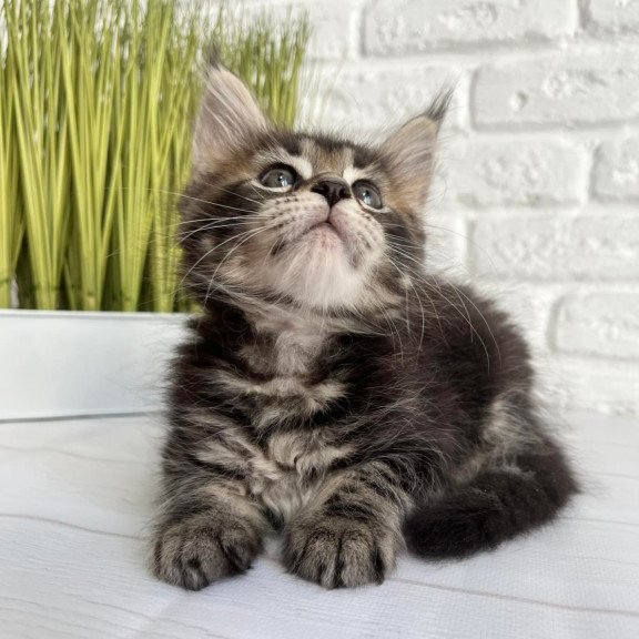 Maine Coon Janny