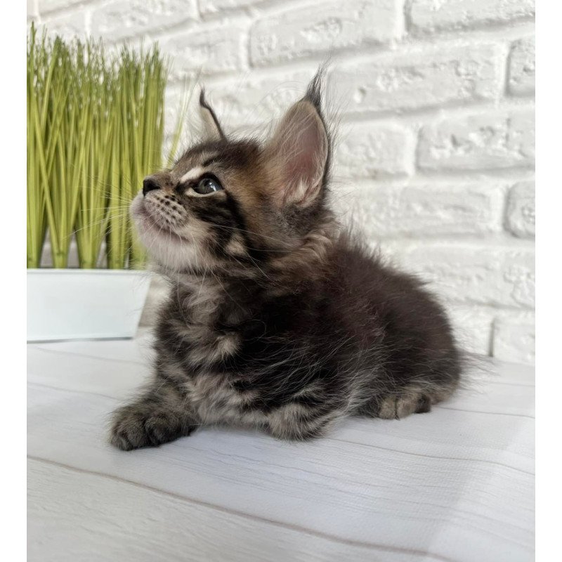 Maine Coon Janny