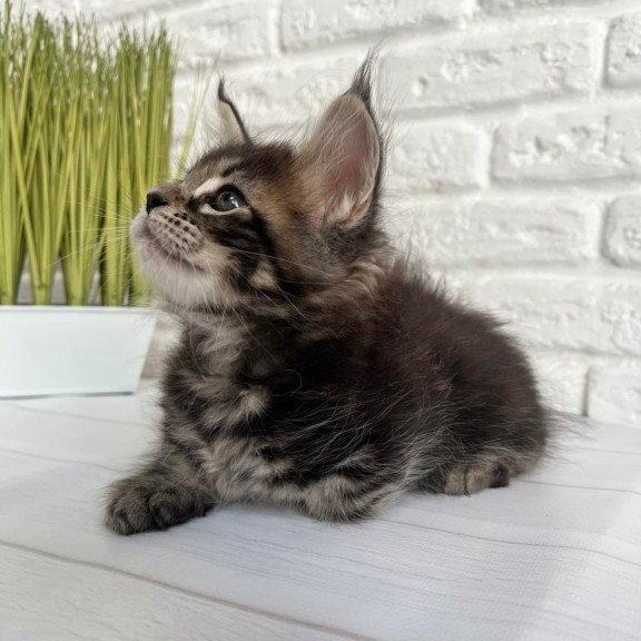 Maine Coon Janny