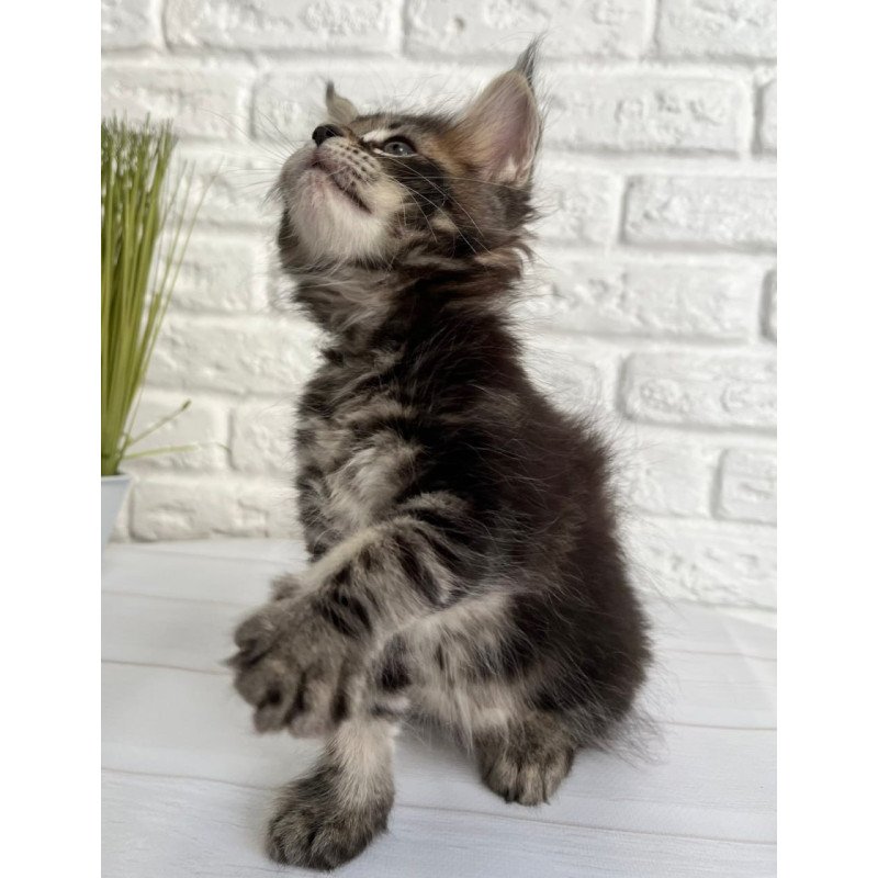 Maine Coon Janny
