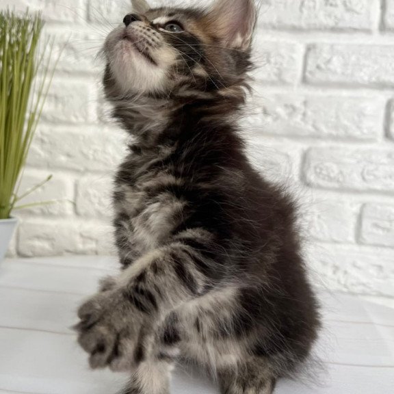 Maine Coon Janny