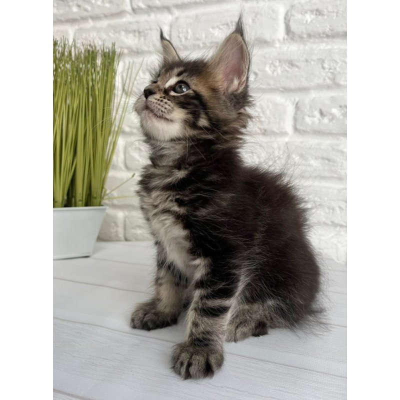 Maine Coon Janny
