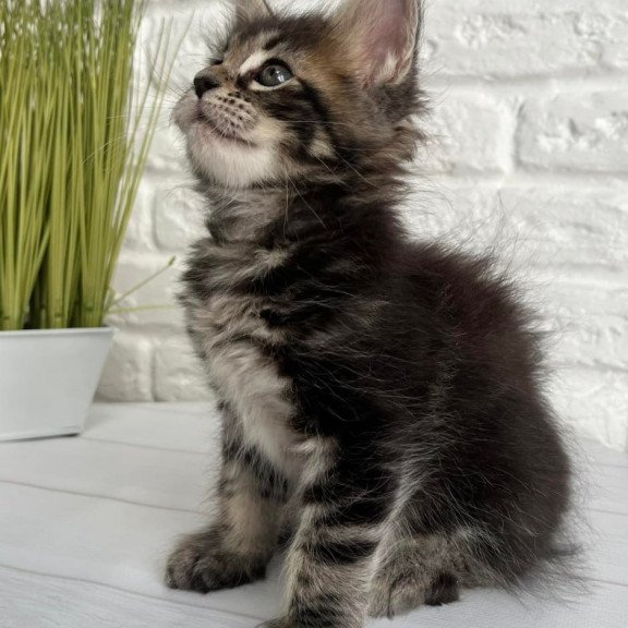 Maine Coon Janny