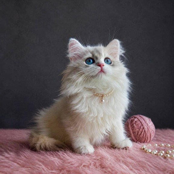 British BOGMA Ay11 DH