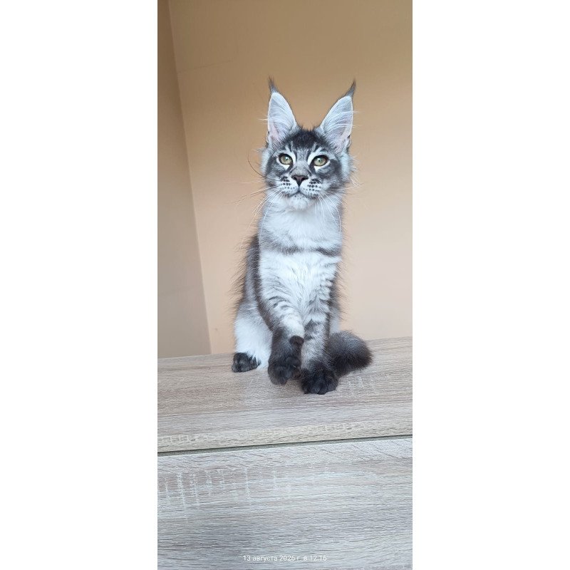 Maine Coon NOV Espiro