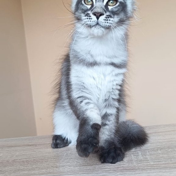 Maine Coon NOV Espiro