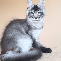 Maine Coon NOV Espiro