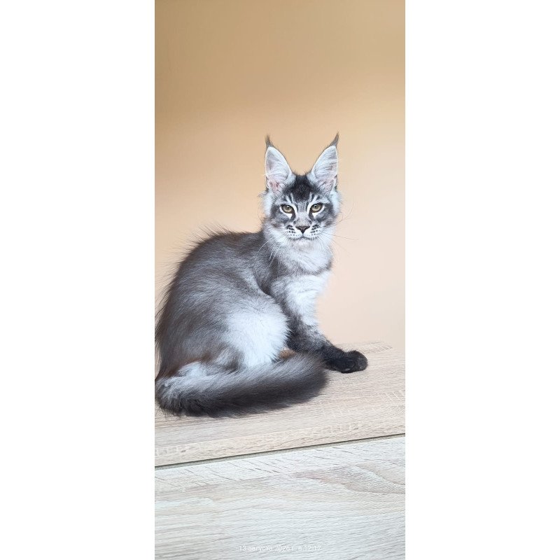Maine Coon NOV Espiro