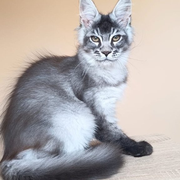 Maine Coon NOV Espiro