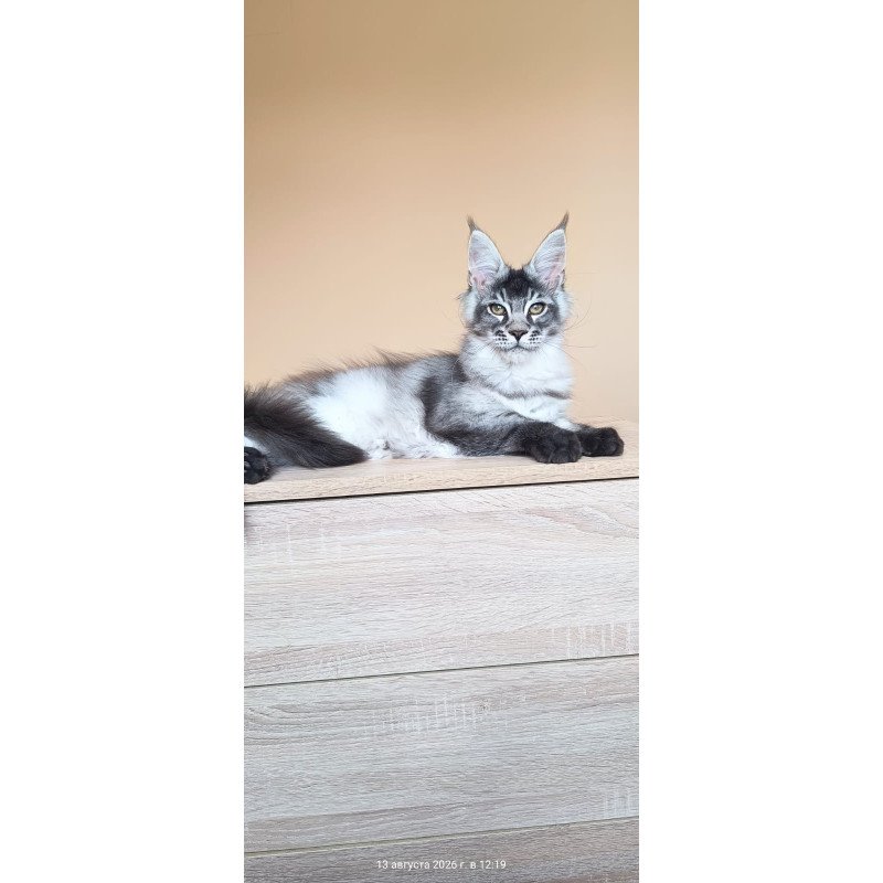 Maine Coon NOV Espiro