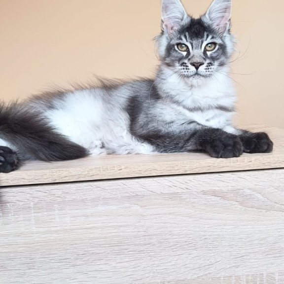 Maine Coon NOV Espiro
