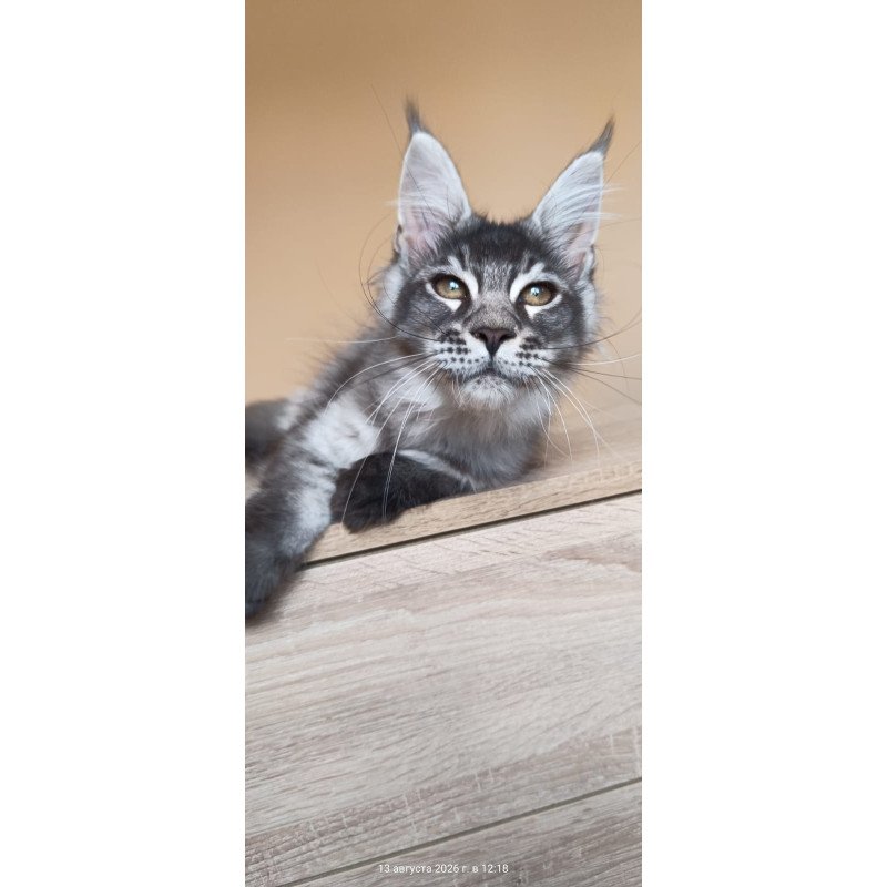 Maine Coon NOV Espiro