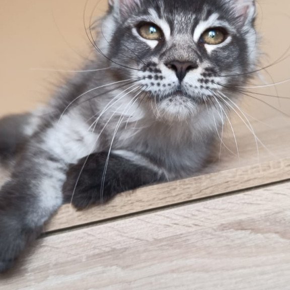 Maine Coon NOV Espiro