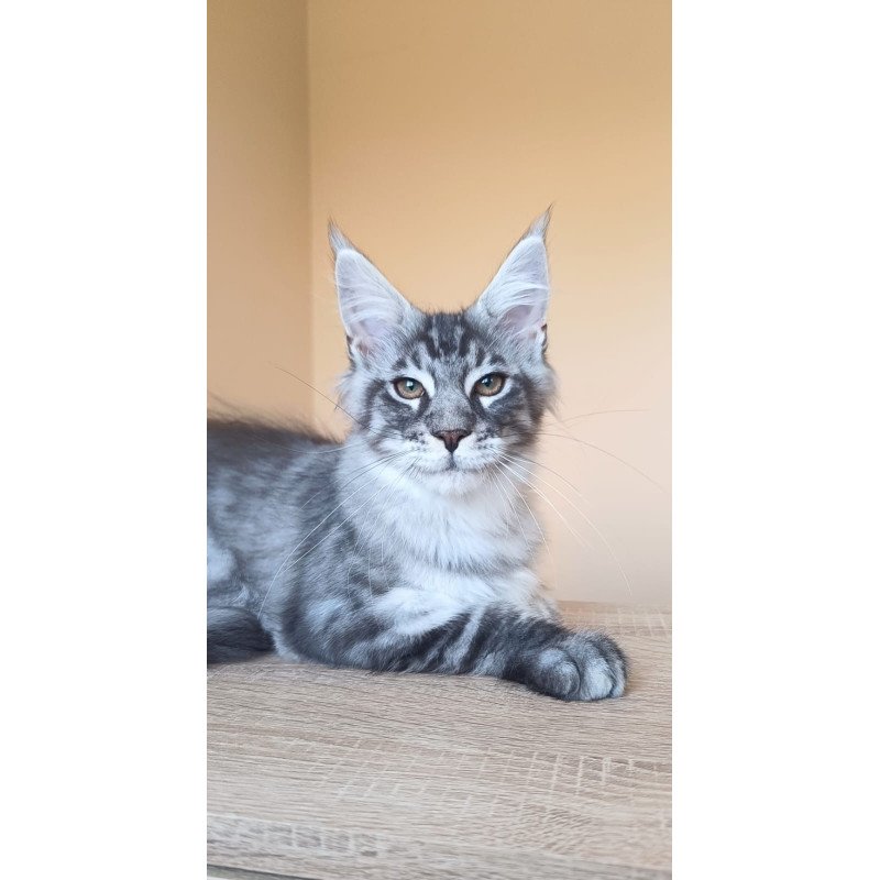 Maine Coon NOV Emir