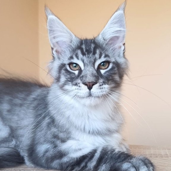 Maine Coon NOV Emir