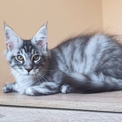 Maine Coon NOV Emir
