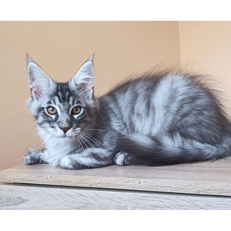 Maine Coon NOV Emir