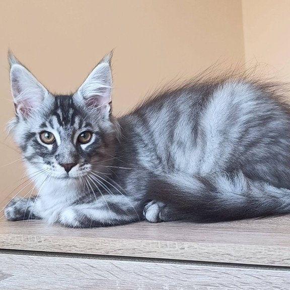 Maine Coon NOV Emir