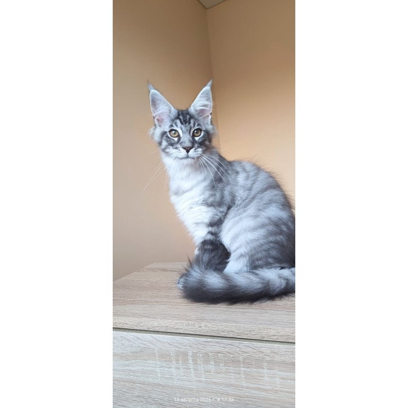 Maine Coon NOV Emir