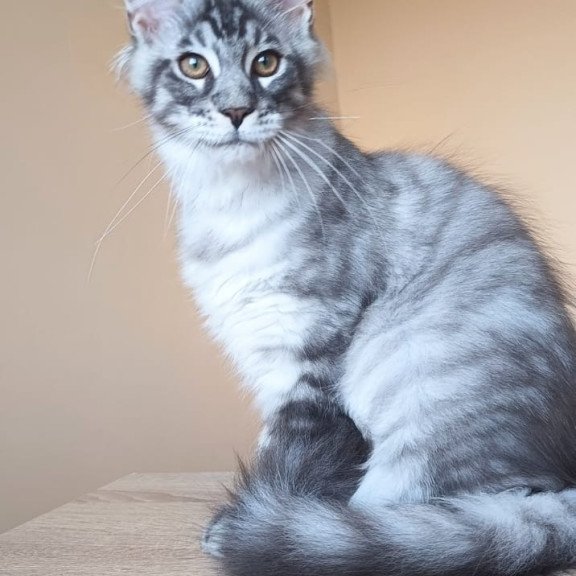 Maine Coon NOV Emir