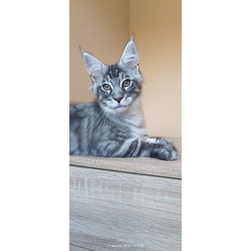 Maine Coon NOV Emir