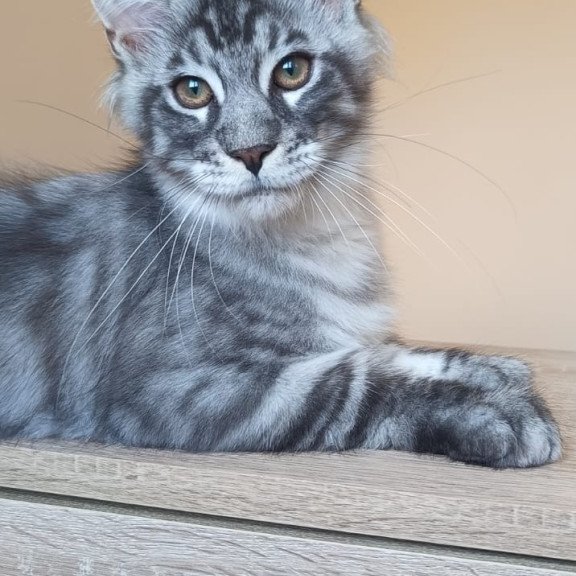 Maine Coon NOV Emir