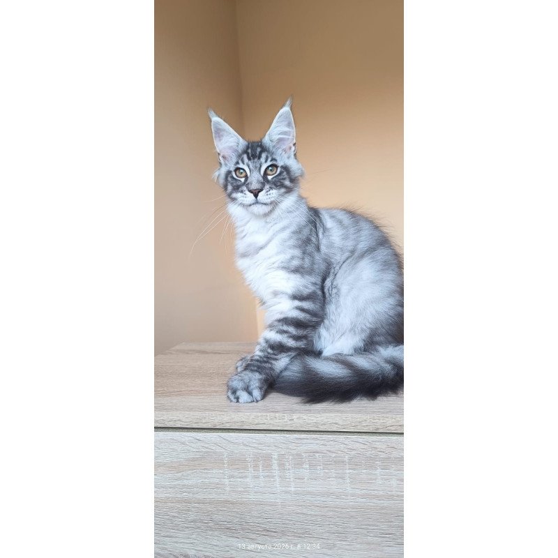 Maine Coon NOV Emir