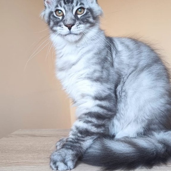 Maine Coon NOV Emir