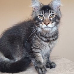 Maine Coon NOV Esma