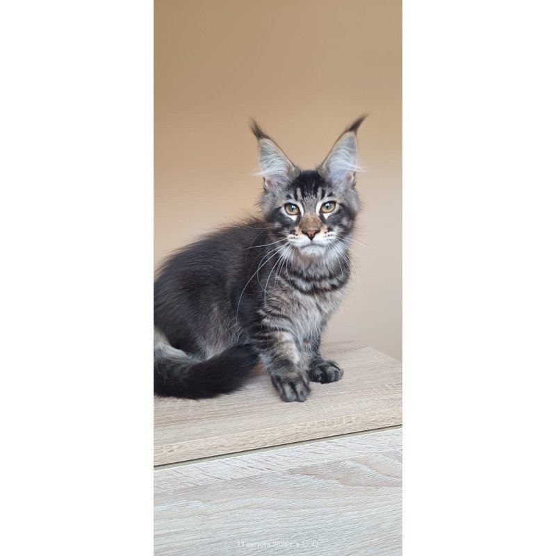 Maine Coon NOV Esma