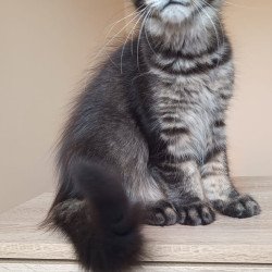 Maine Coon NOV Esma