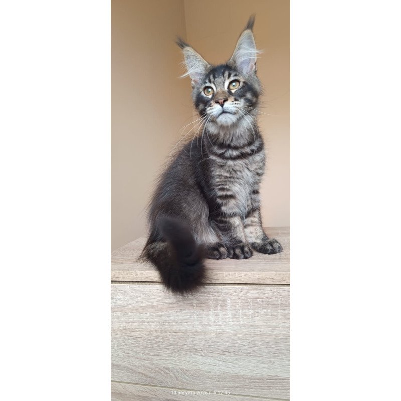 Maine Coon NOV Esma