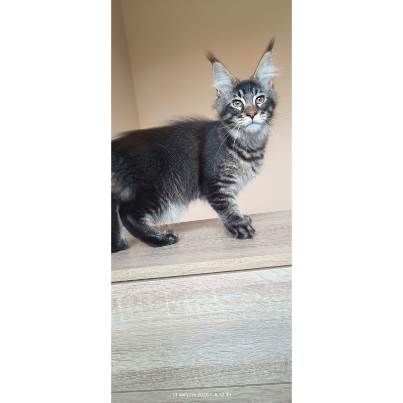 Maine Coon NOV Esma