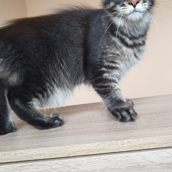 Maine Coon NOV Esma