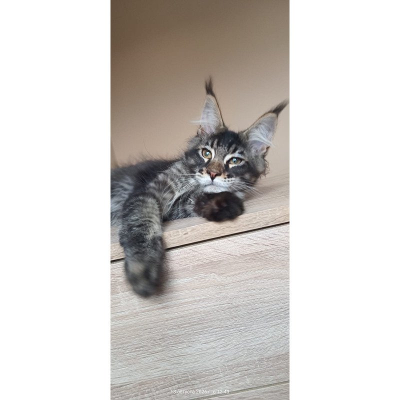Maine Coon NOV Esma