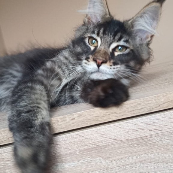 Maine Coon NOV Esma