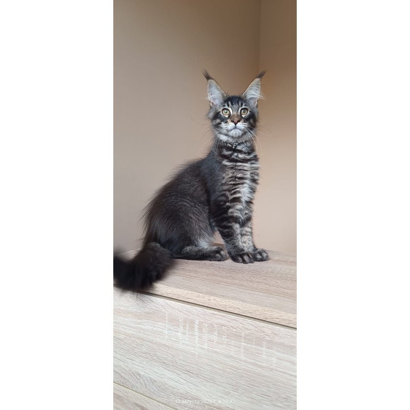Maine Coon NOV Esma