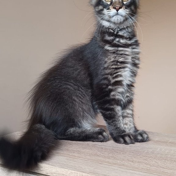 Maine Coon NOV Esma