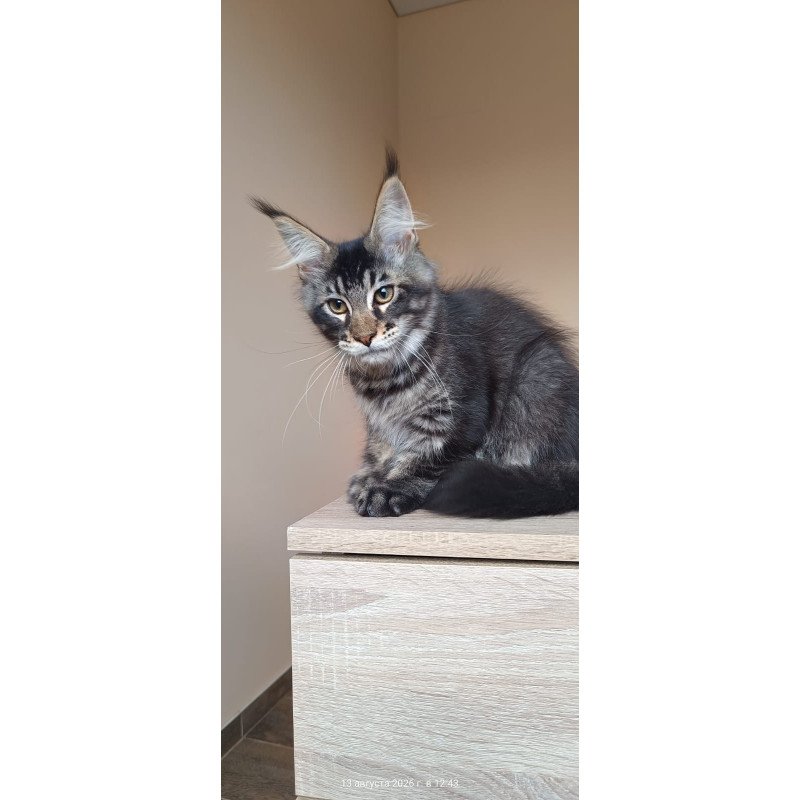 Maine Coon NOV Esma
