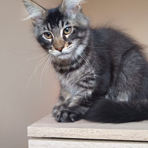Maine Coon NOV Esma
