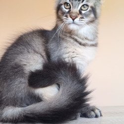 Maine Coon NOV Elif