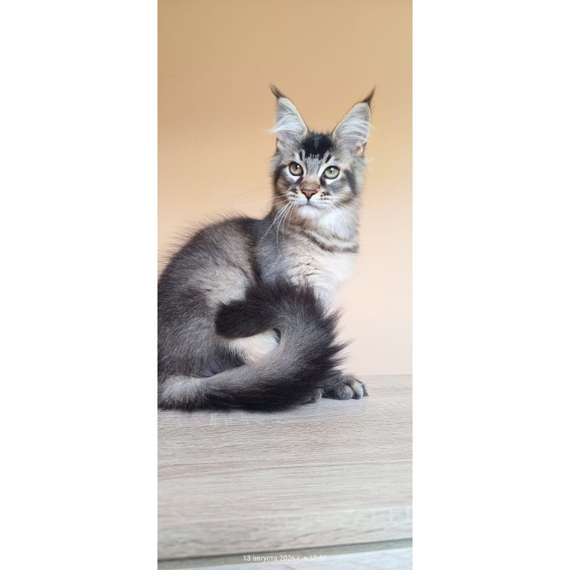 Maine Coon NOV Elif