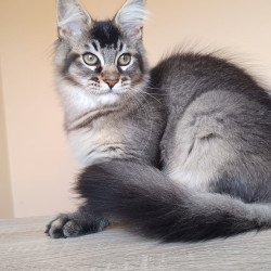 Maine Coon NOV Elif