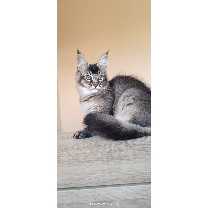 Maine Coon NOV Elif