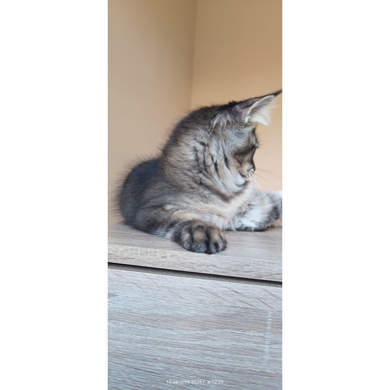 Maine Coon NOV Elif