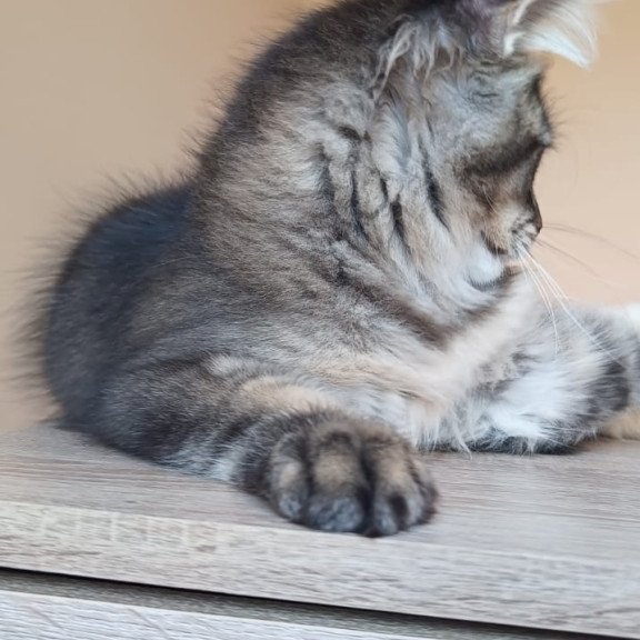 Maine Coon NOV Elif