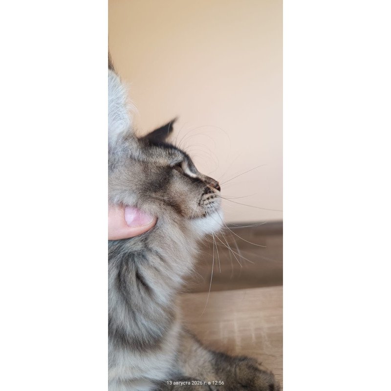 Maine Coon NOV Elif