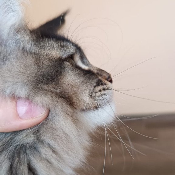 Maine Coon NOV Elif