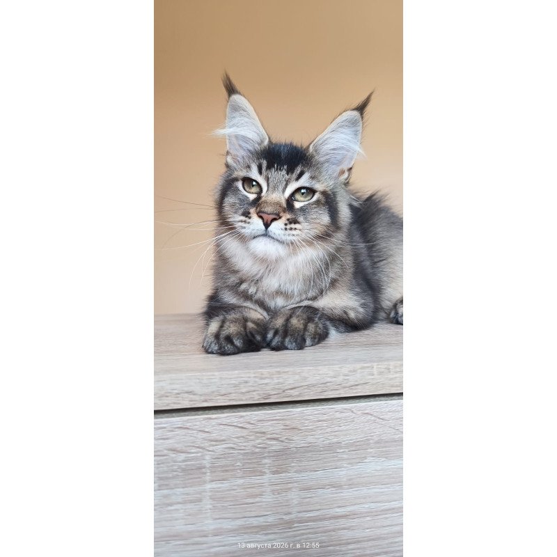 Maine Coon NOV Elif