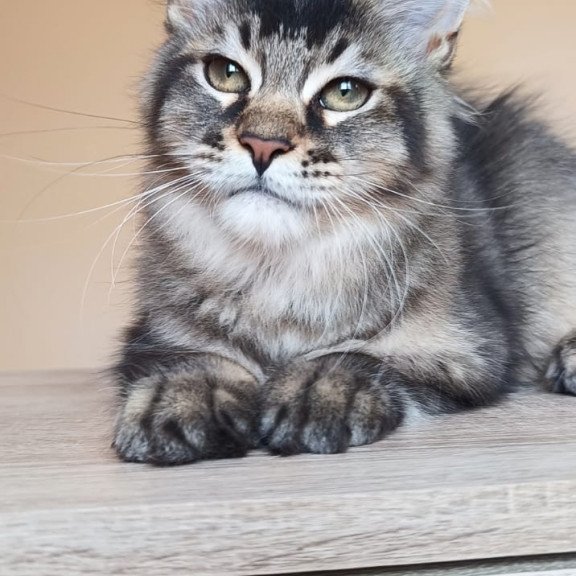 Maine Coon NOV Elif